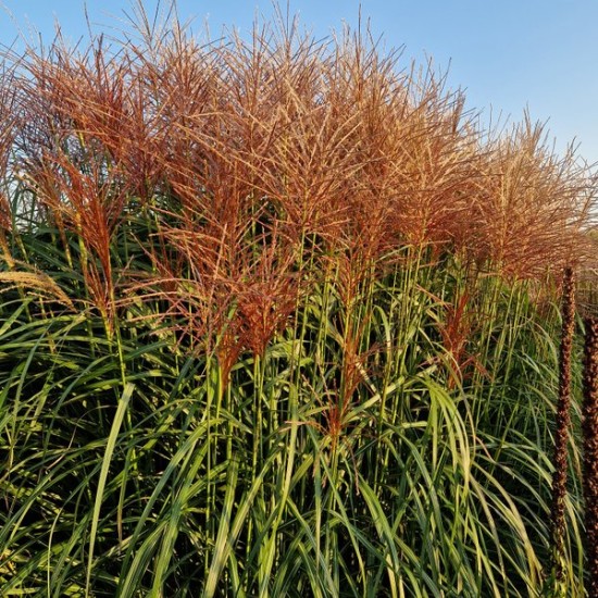Kininis miskantas (Miscanthus sinensis) ‘Rotsilber’