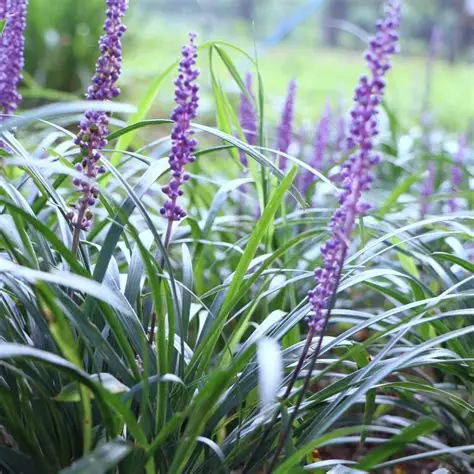 Laibūnė (Liriope muscari) ‘Big Blue’