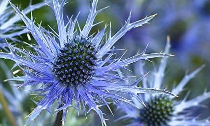 Zunda plokščialapė (Eryngium planum) ‘Blaukappe’