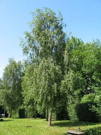 Karpotasis beržas (Betula pendula) ‘Gracilis’