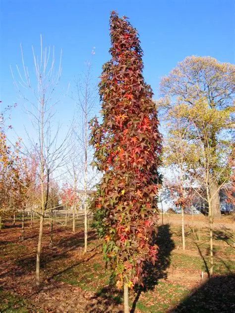 Tikrasis dervamedis (Liquidambar styraciflua) ‘Slender Silhoette’