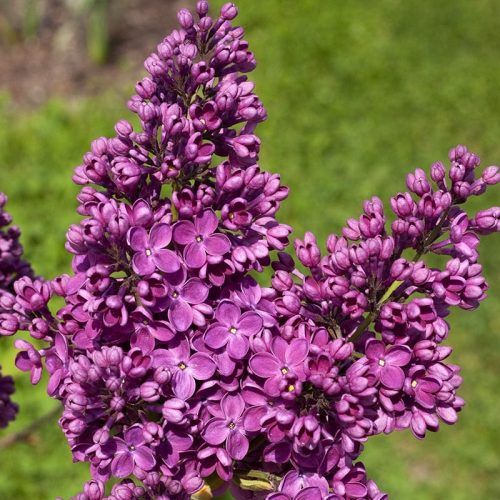 Alyva (Syringa vulgaris) ‘Znamya Lenina’