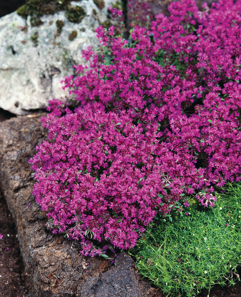 Ankstyvasis čiobrelis (Thymus praecox.) ‘Red Carpet’