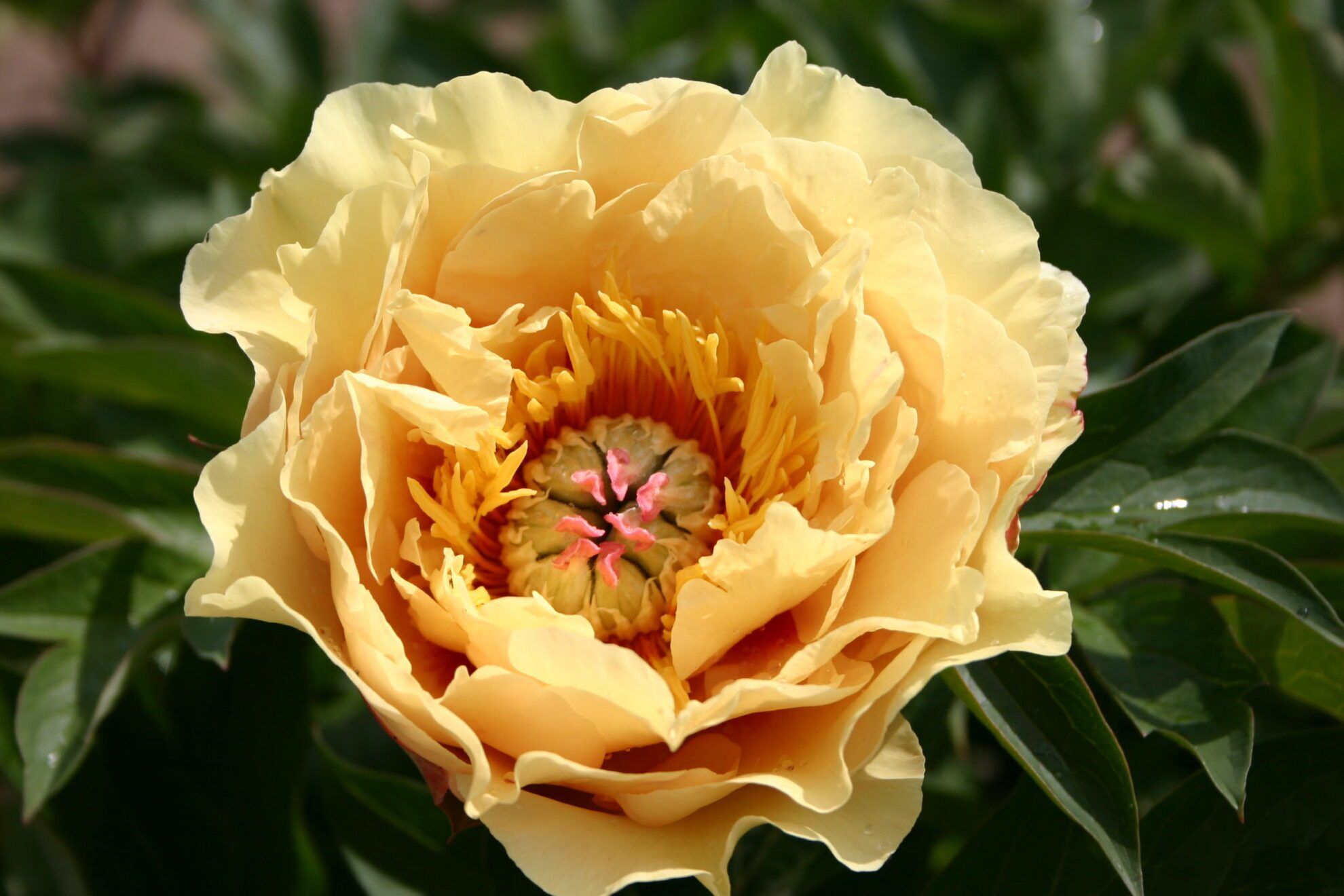 Bijūnas (Paeonia lactiflora) ‘Garden Treasure’