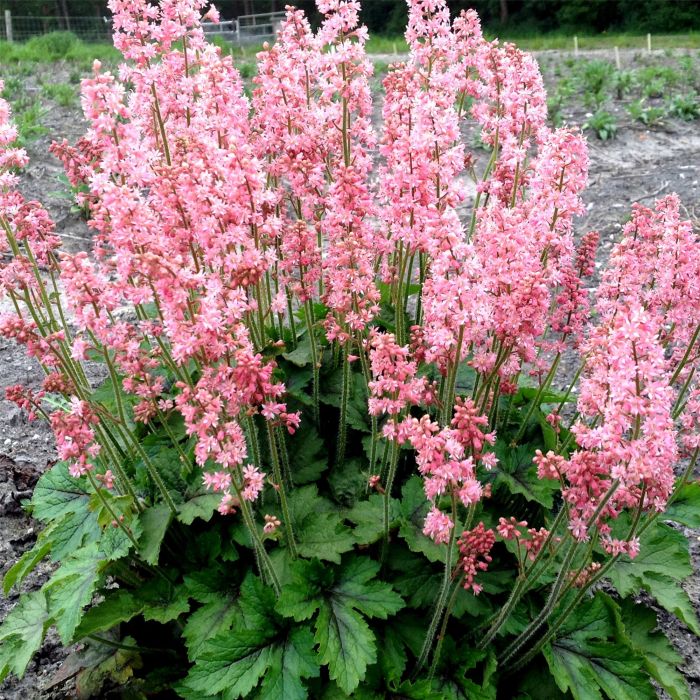 Heucherelė (Heucherella hybrida) ‘Pink Revolution’