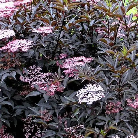 Juodauogis šeivamedis (Sambucus nigra) ‘Black Beauty’®