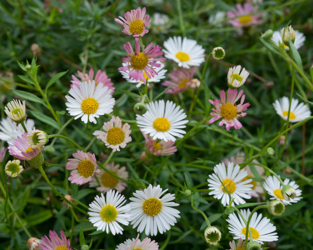 Karvinskio šiušelė (Erigeron karvinskianus)