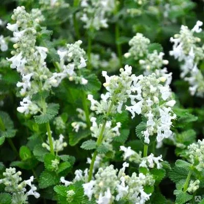 Katžolė faseno (Nepeta x faassenii) ‘Alba’