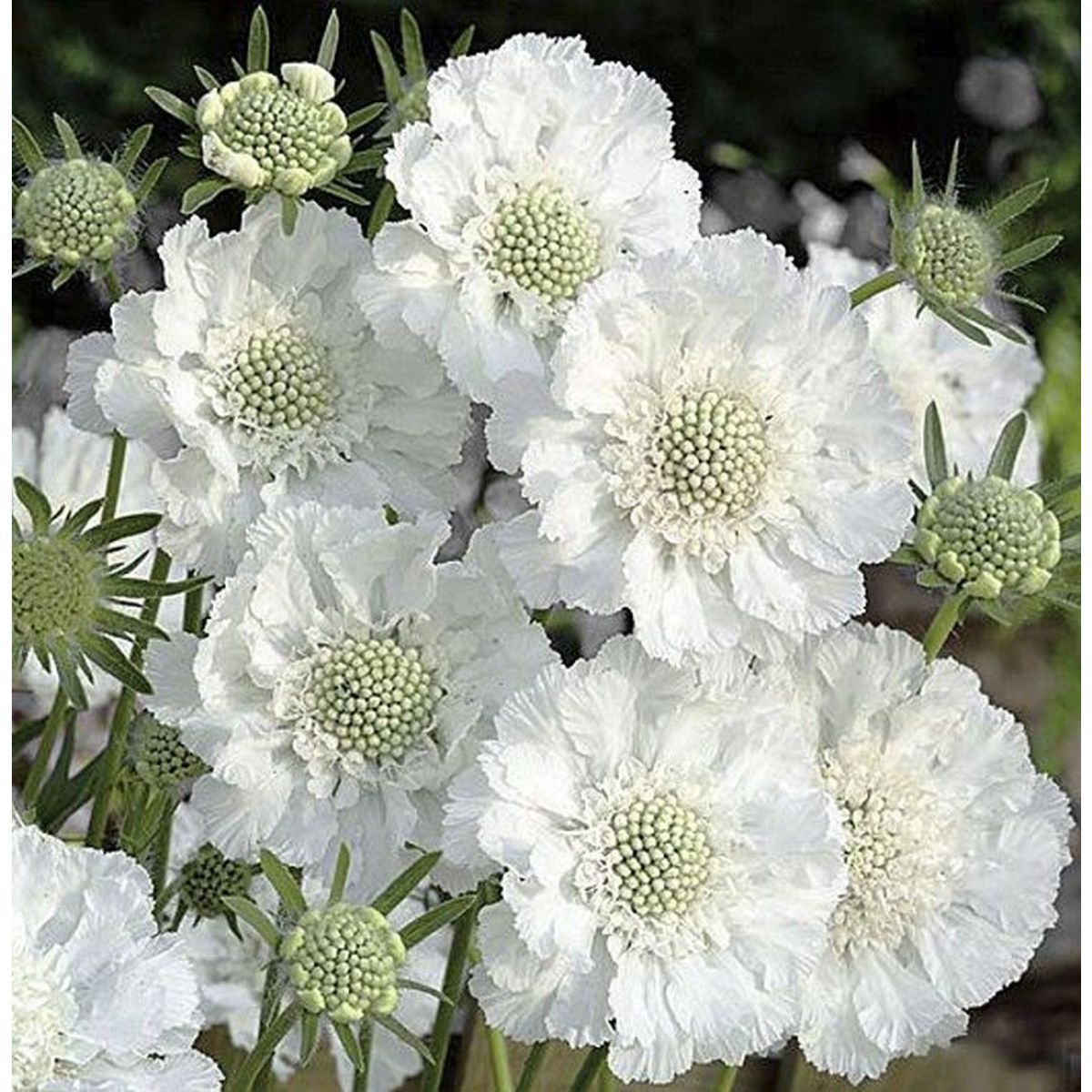 Kaukazinė žvaigždūnė (Scabiosa caucasica) ‘Perfecta Alba’