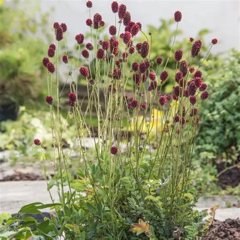 Kraujalakė vaistine (Sanguisorba officinalis) ‘Proud Mary’