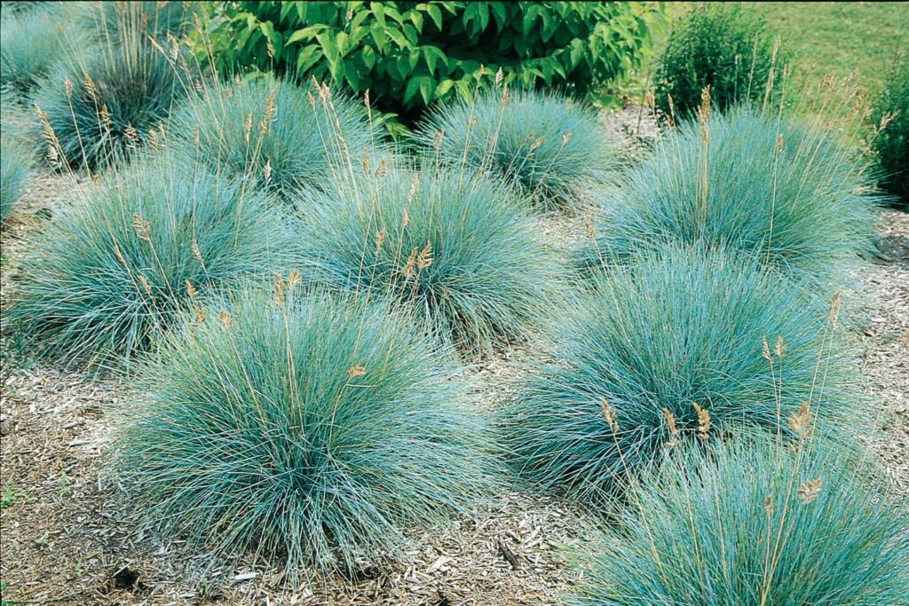 Melsvasis eraičinas (Festuca glauca) ‘Elijah Blue’