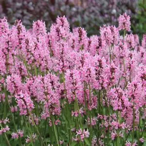 Notra (Stachys officinalis) ‘Pink Cotton Candy’