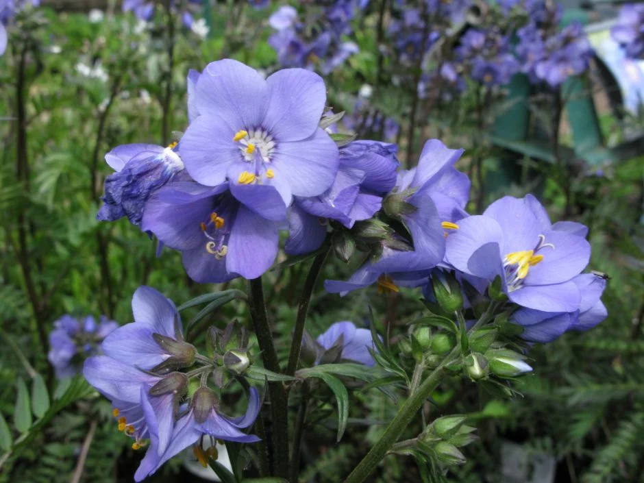 Palemonas (Polemonium yezoense) ‘Bressingham Purple’