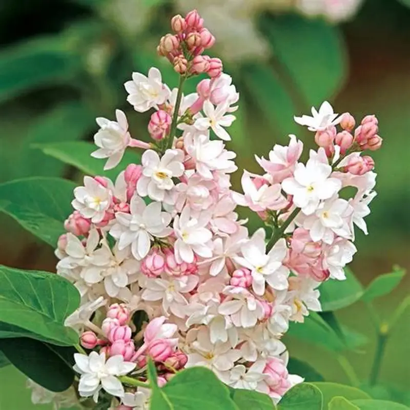 Paprastoji alyva (Syringa vulgaris) ‘Beauty of Moscow’