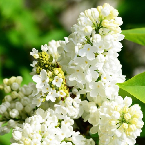 Paprastoji alyva (Syringa vulgaris) ‘Mme Florent Stepman’