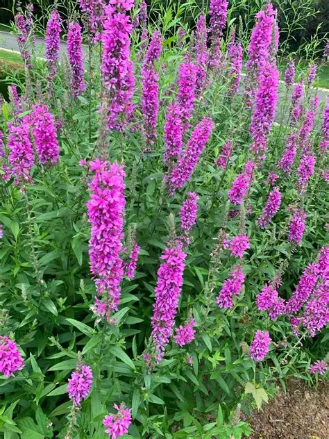 Paprastoji raudoklė (Lythrum salicaria) ‘Robert’