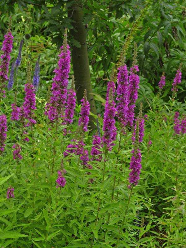 Paprastoji raudoklė (Lythrum salicaria) ‘Robin’