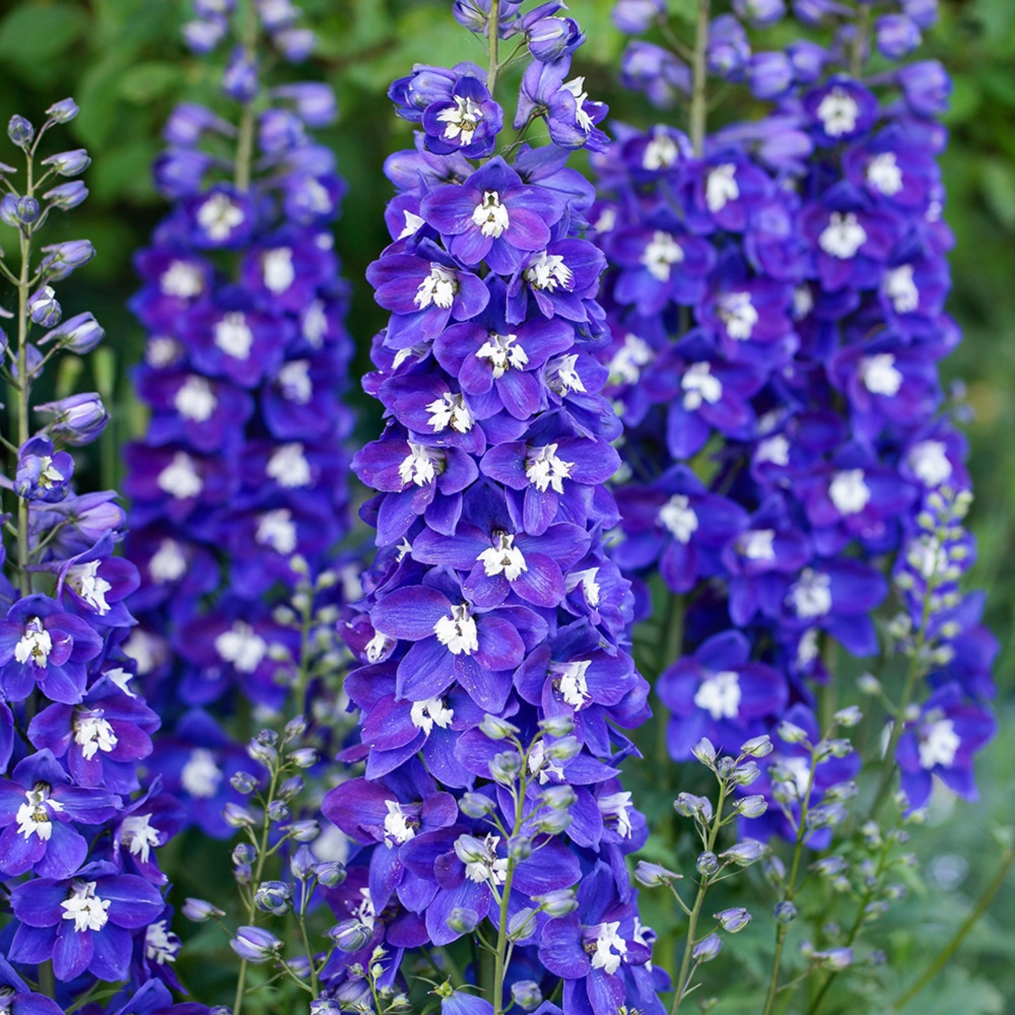 Pentinius (Delphinium) Magic Fountains Dark Blue