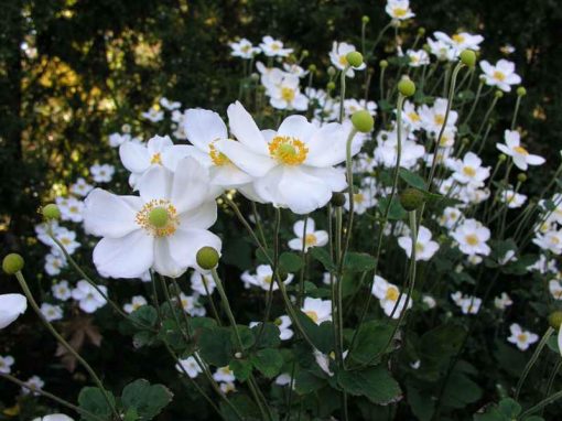 Plukė (Anemone x hybrida) ‘Hanorine Jobert’