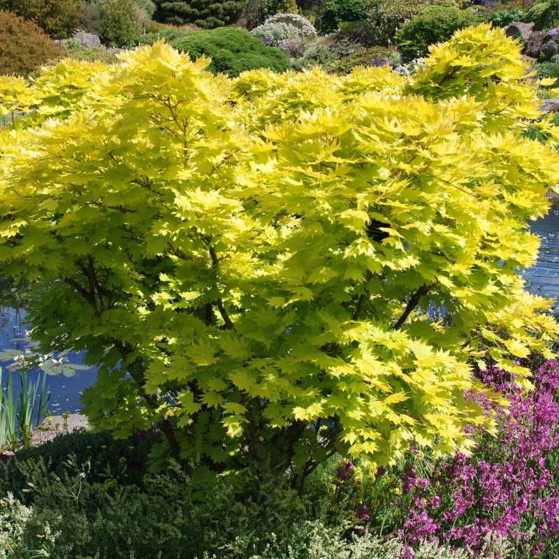 Geltonasis klevas (Acer shirasawanum) ‘Aureum’