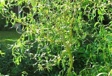 Baltasis gluosnis (Salix alba) ‘Dart’s Snake’