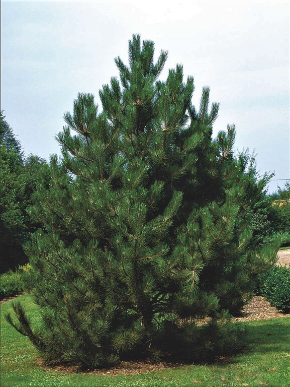 Juodoji pušis (Pinus nigra) var. austriaca