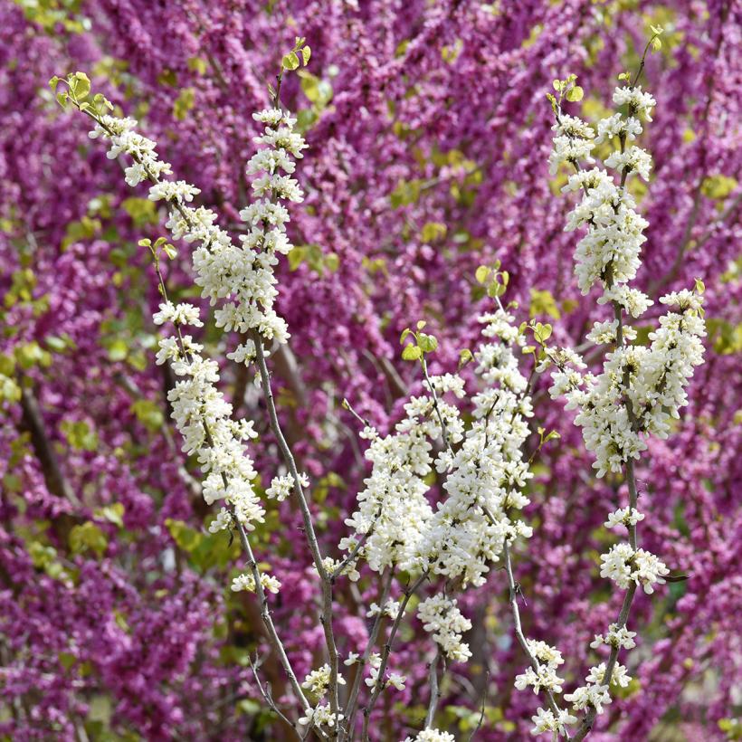 Kanadinis cersis (Cercis Canadensis) ‘Shirobana’