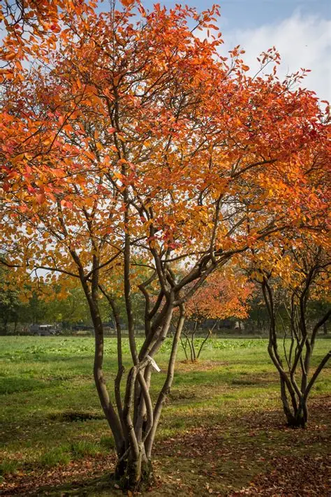 Lamarko medlieva – amerikinė (Amelanchier lamarckii)2