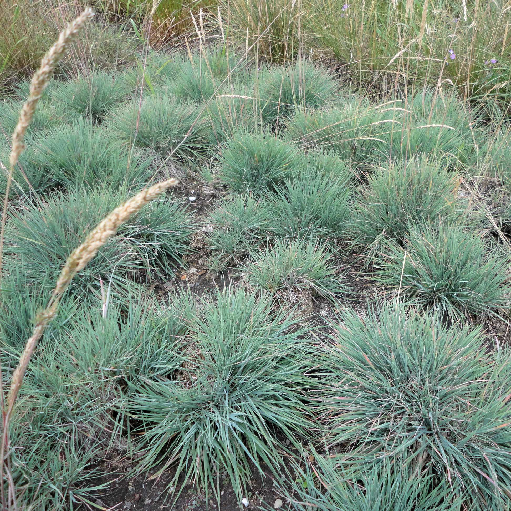 Melsvoji kelerija (Koeleria glauca)