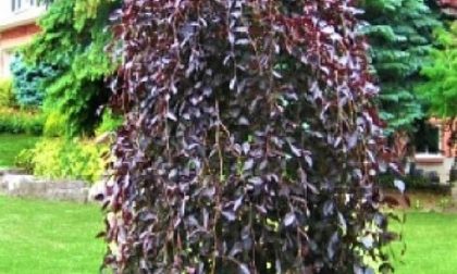 Paprastasis bukas (Fagus sylvatica) ‘Atropurpurea’ (PA)