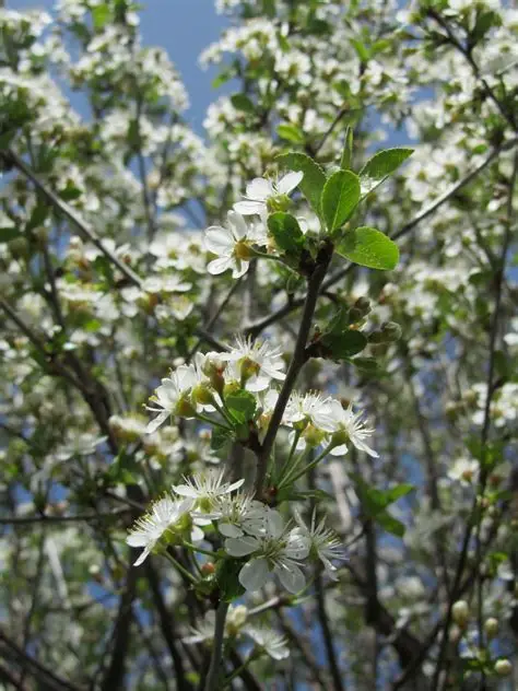 Paprastoji vyšnia (Prunus eminens)
