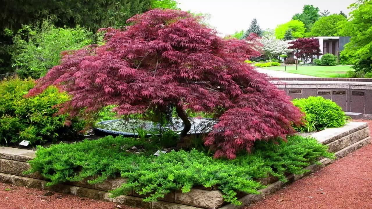 Plaštakinis klevas (Acer palmatum) ‘Atropurpurea Vs Bloodgood’