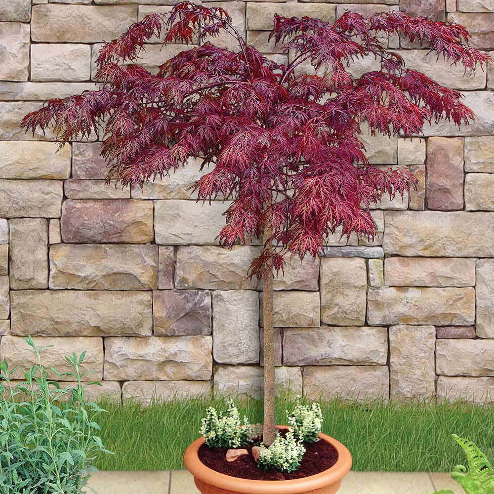 Plaštakinis klevas (Acer palmatum) ‘Garnet’ PA