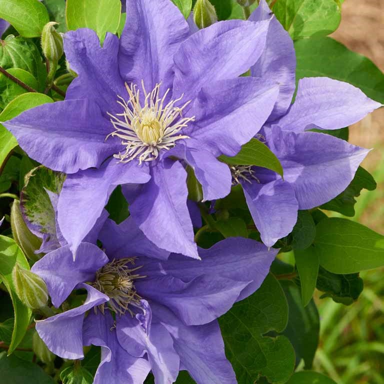 Raganė (Clematis)