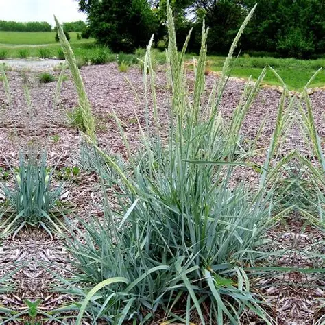 Smiltyninė rugiaveidė (Leymus arenarius) ‘Blue Dune’