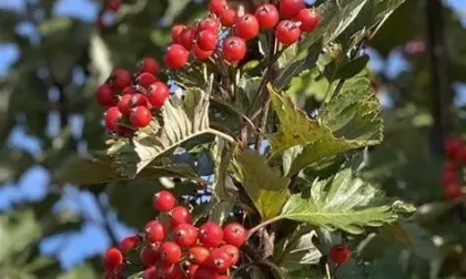Švedinis šermukšnis (Sorbus intermedia)