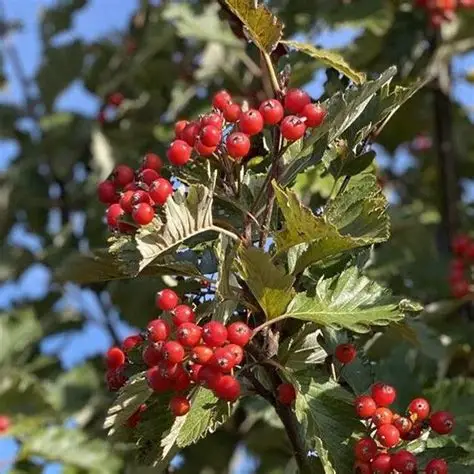 Švedinis šermukšnis (Sorbus intermedia)